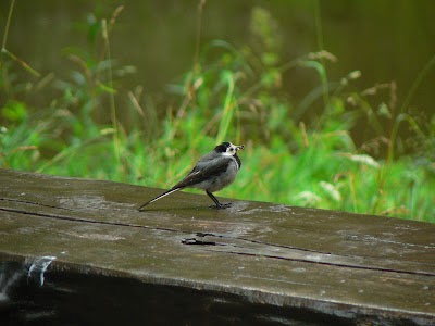 Photos of Skaņaiskalns Nature Park