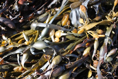 Photos of Bishop's Quarter Beach