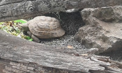 Photos of Orana Wildlife Park