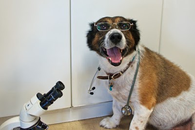 Photos of Kiriakidou Mary's Veterinary Clinic