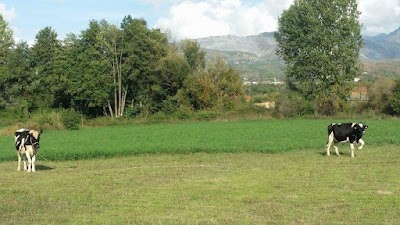 Photos of ferma "kaloshi"