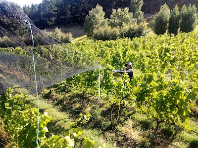 Photos of Judge Rock Pinot Wines