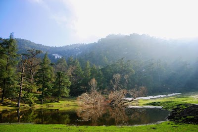 Photos of Theniet el Had Tissemsilt National Park