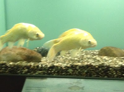 Photos of Kastoria aquarium
