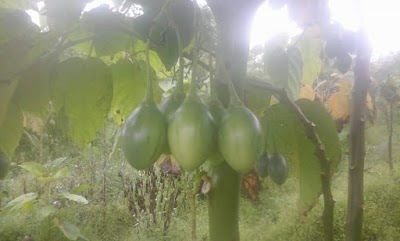 Photos of Agrowisata Petik Sendiri Buah Strowbery