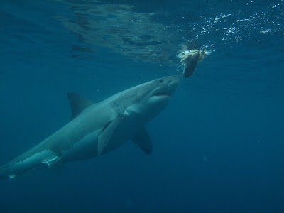 Photos of Shark Experience - Shark Cage Diving