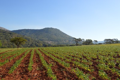 Photos of Ingonyama Trust Board