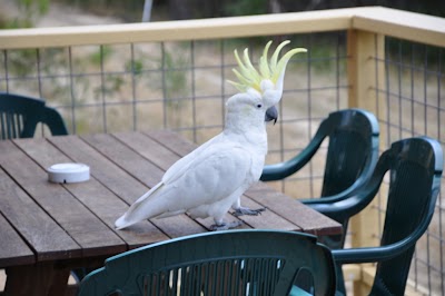 Photos of Lorne Bush House Cottages & Eco Retreats
