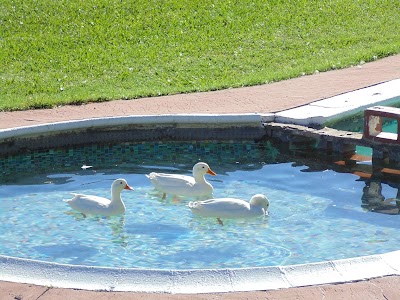 Photos of Ashtonvale Guest Farm
