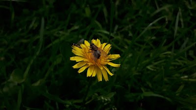 Photos of Sandnes Camping Mandal