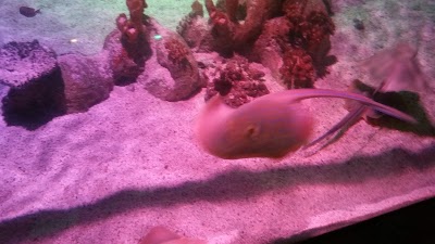 Photos of SEA LIFE Arizona