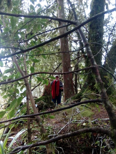 Photos of Hollyford Valley Lookout