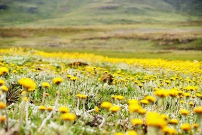 Photos of Sani Pass Day Tours by Roof of Africa Tours