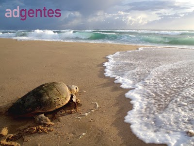 Photos of Ad Gentes