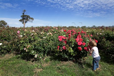 Photos of Wagner's Rose Nursery