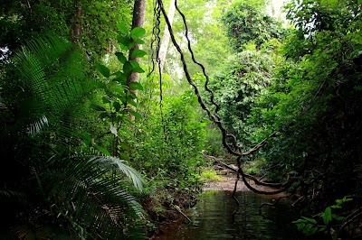Photos of ព្រៃឡង់