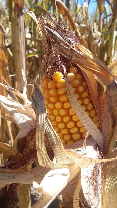 Photos of Buford Corn Maze