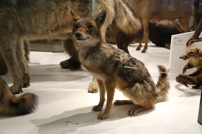 Photos of University of Tartu, Museum of Natural History