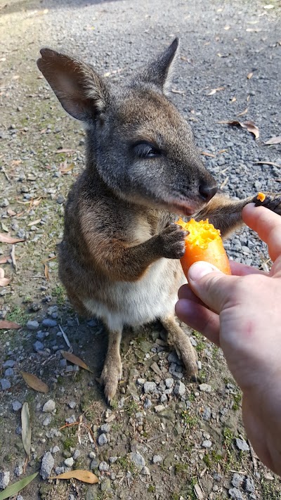 Photos of Fauna Australia