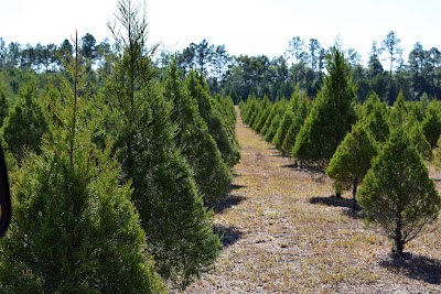 Photos of Strickland Christmas Tree Farm