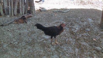 Photos of Hacienda Radhame Figueroa