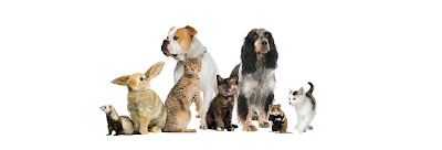 veterinary-care