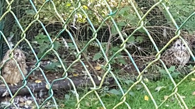 Photos of Ranua Zoo Camping
