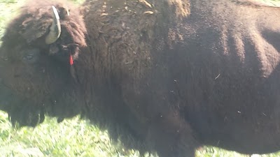 Photos of Cook's Bison Ranch