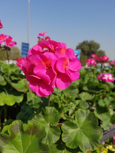 Photos of Al Jahra Plant Nursery