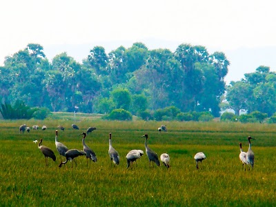 Photos of Anlung Pring Sarus Crane Conservation Area
