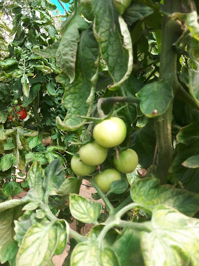 Photos of sadeer farms