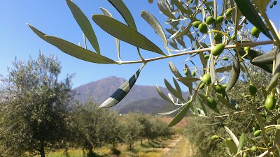 Photos of Aceite de Oliva Ponte Nero