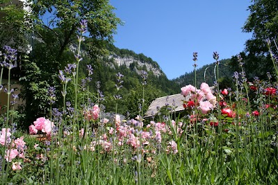 Photos of Hotel Waldesruh