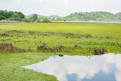 Photos of 우포늪