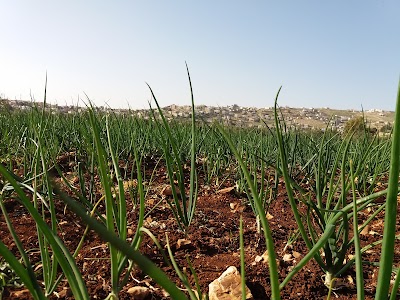 Photos of جامع سيد المرسلين