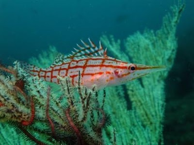 Photos of Adventure Mania - Sodwana Bay Scuba Diving