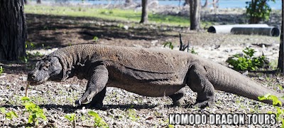 Photos of THE LOMBOK TRAVEL