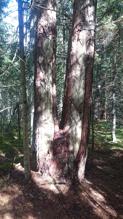 Photos of Oandu loodusmetsa &otilde;pperada