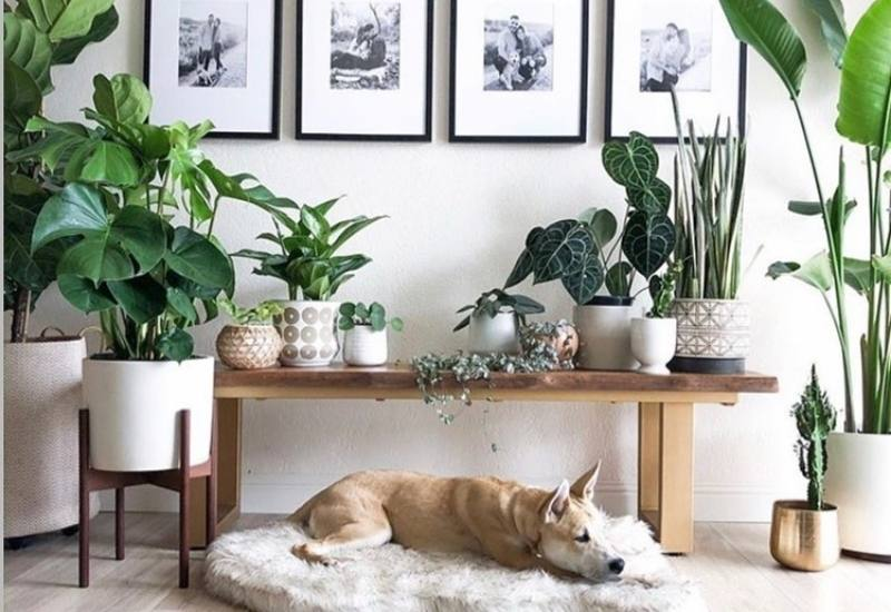 Are Fiddle Leaf Figs Toxic to Cats