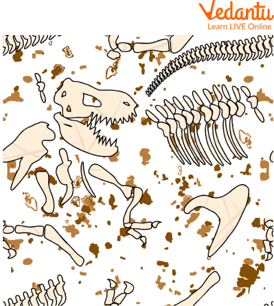 Mold Fossils Examples