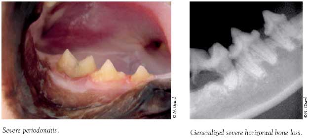 Generalized horizontal bone loss during periodontal disease in the cat with respect to the right lower carnassial