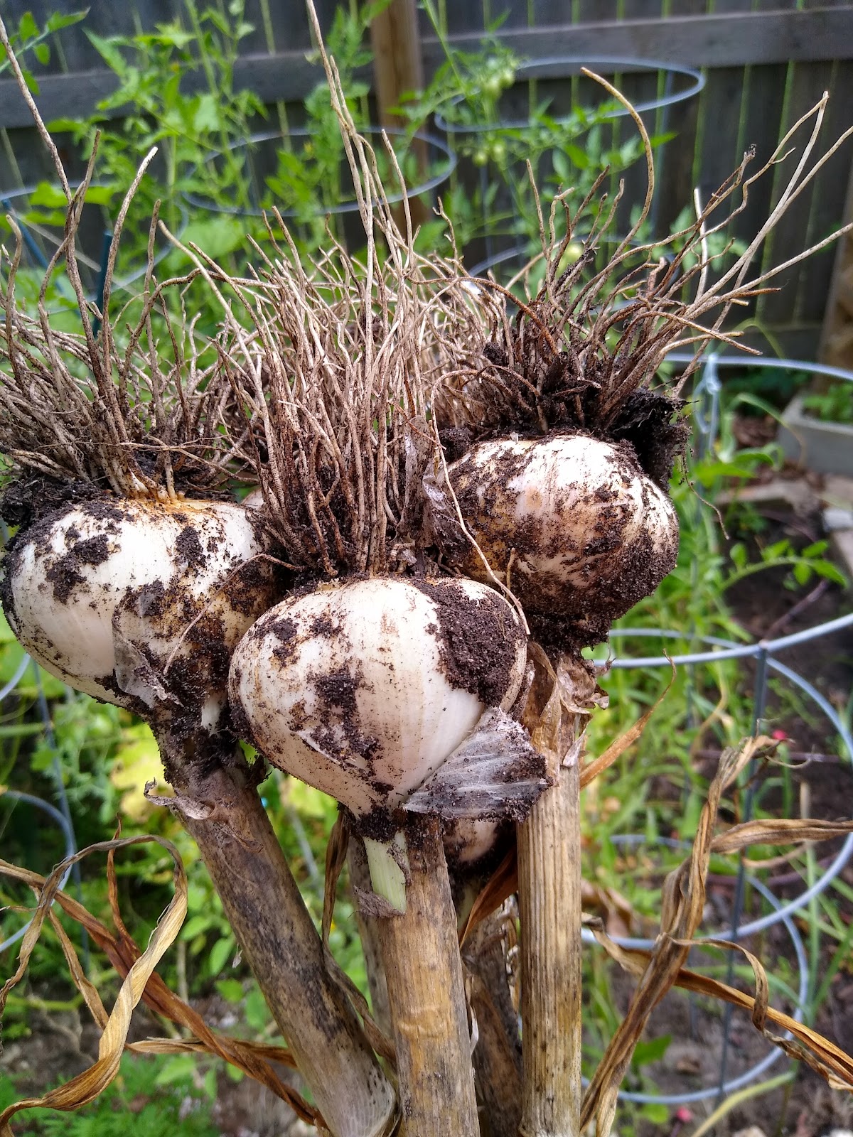 harvested garlic bulbs picture