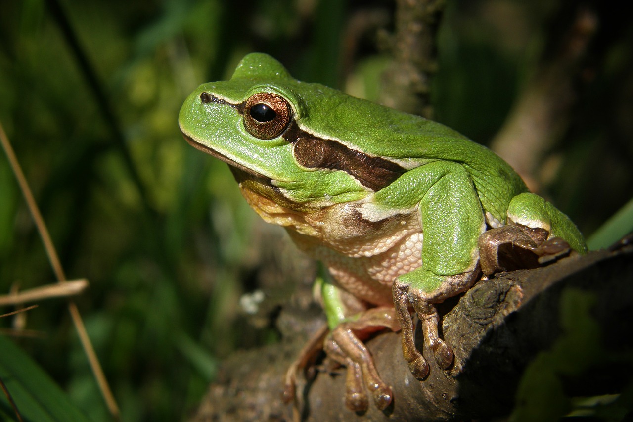 Tree frog on a branch