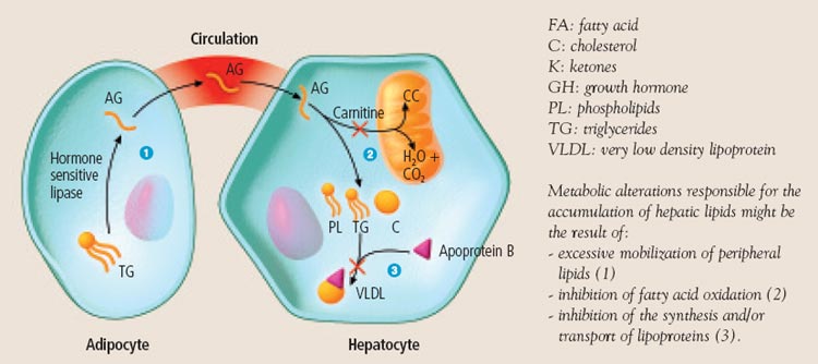 Pathophysiological mechanisms involved in hepatic lipidosis