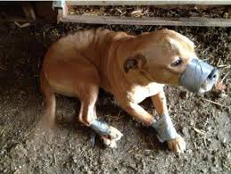 Image result for what kind of animals are abused