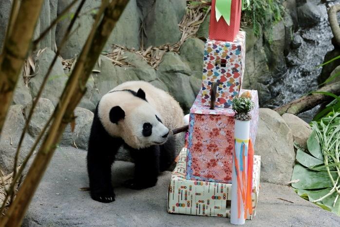 A panda bear standing next to a stack of wrapped presentsDescription automatically generated