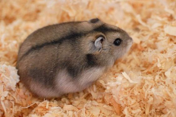 Hamster cinza com uma listra escura nas costas, da espécie campbell, um dos dois tipos de hamster anão russo.