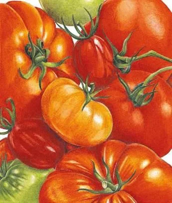 D:\0 wd yedek\acr yedek\1 film indirme\botanicheskaya_illyustraciya2_files\image048.jpg