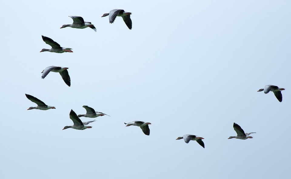 Free photo: Flock Of Birds, Swarm - Free Image on Pixabay - 508039