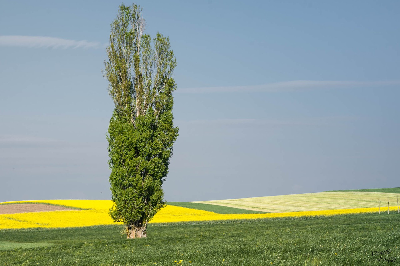 Pappel (7 interessante Fakten)